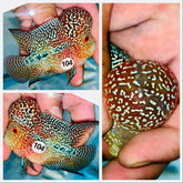 Short Body Kamfa Flowerhorn - 104